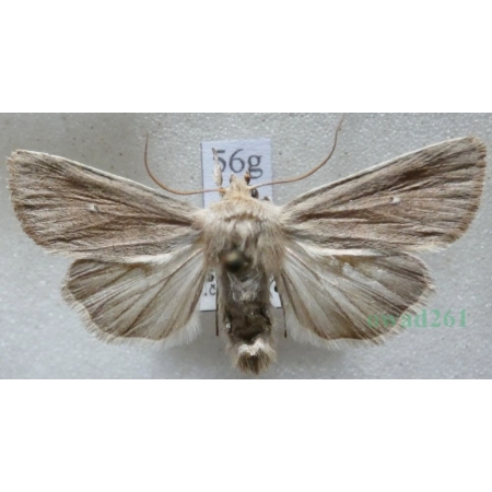 Mythimna sicula (Treitschke, 1835) Czech56g